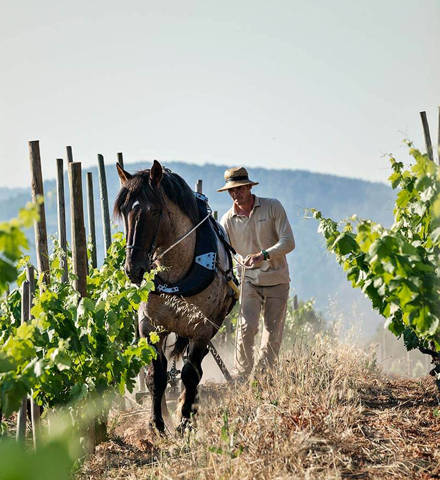 Visit an Artisanal Cava Winery