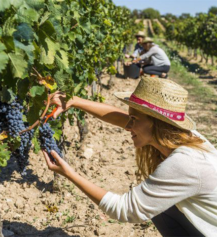 Bodegas Torres (Winery)