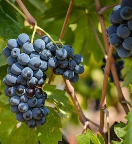 Visita esclusiva presso le cantine Torres