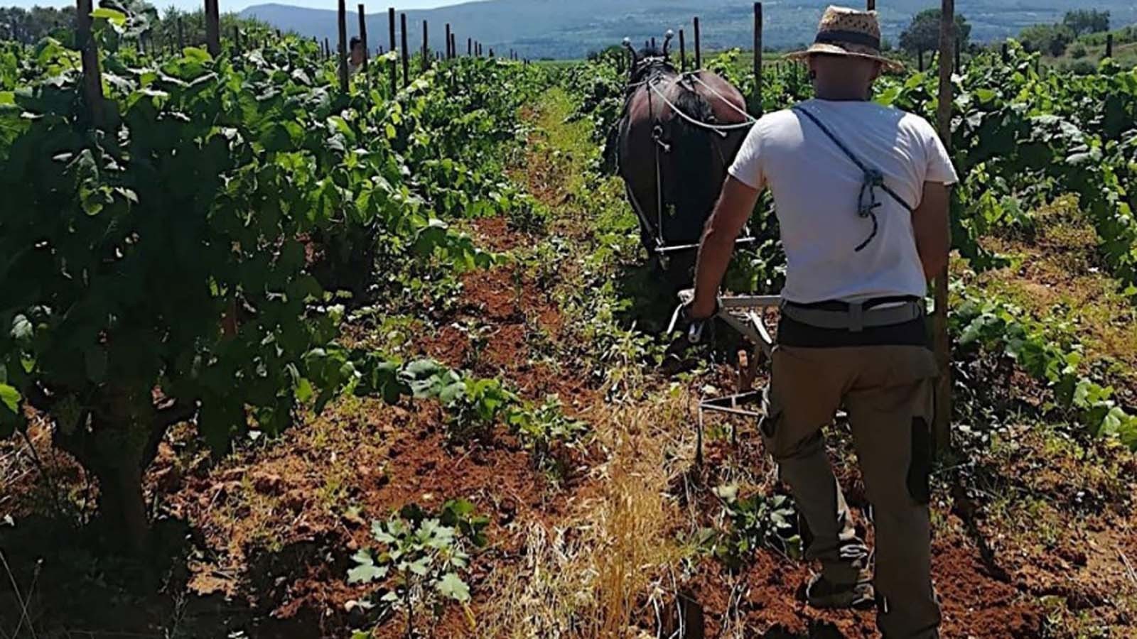 Visita esclusiva ampliata presso cantine artigianali