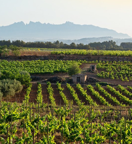 Extended Exclusive Tour of a Traditional Cava Winery