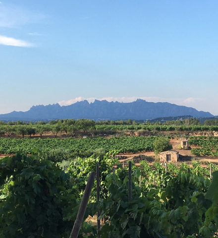 Visita esclusiva ampliata presso cantine artigianali