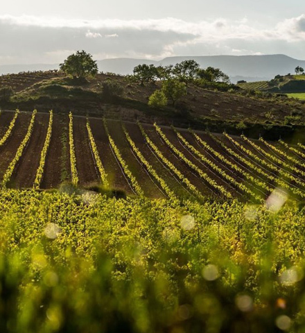 Exclusive Visit to Cavas Gramona and tasting of a 16-year-old cava