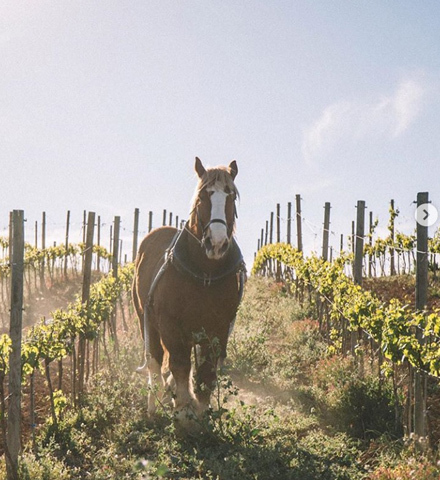 Exclusive Visit to Cavas Gramona and tasting of a 16-year-old cava