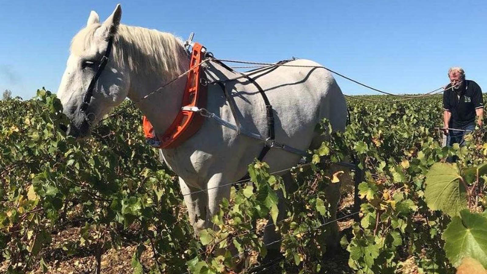 Visita esclusiva presso le cantine Gramona con degustazione di uno spumante con 10 anni di invecchia