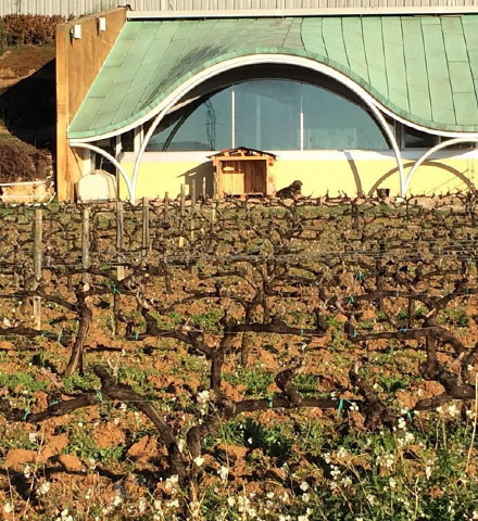 Visita esclusiva presso le cantine Gramona con degustazione di uno spumante con 10 anni di invecchia